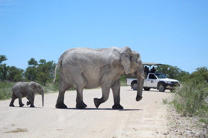 Half-day game drive