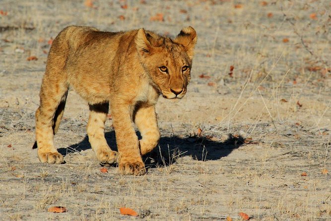 2 Days wildlife Etosha Safari- Camping