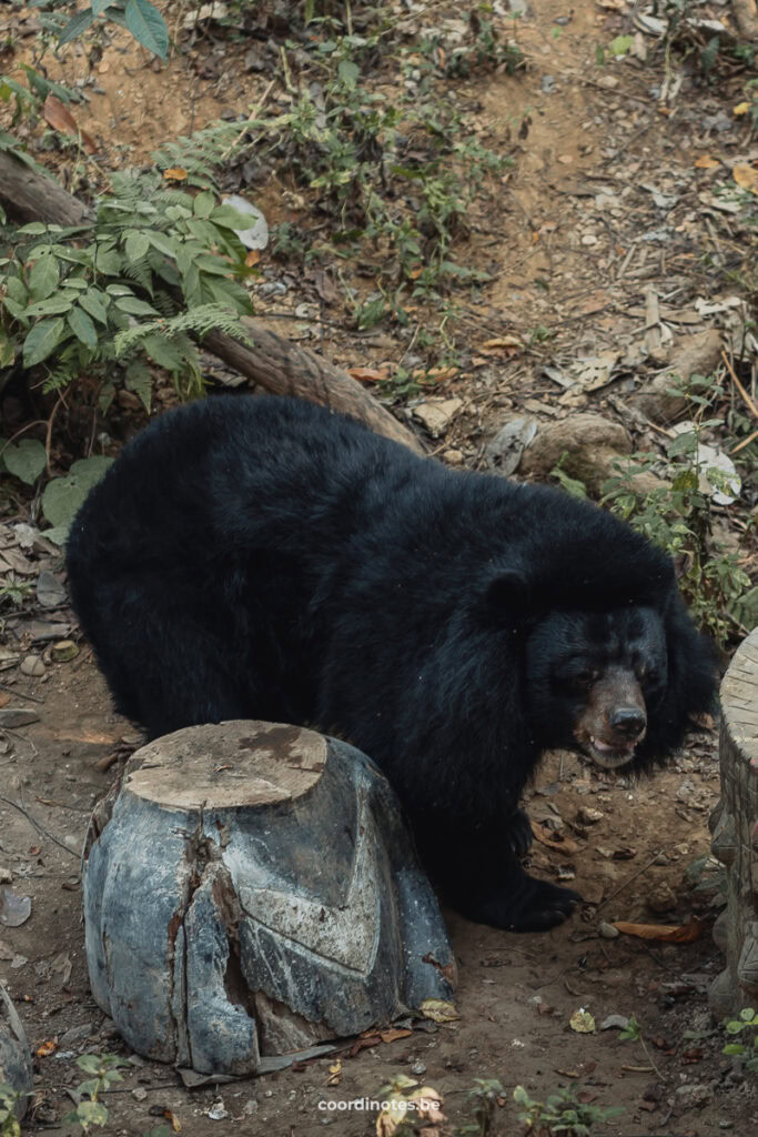 Bear Rescue Center