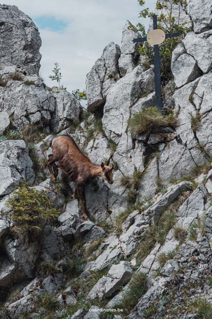 A goat during the Schober hike