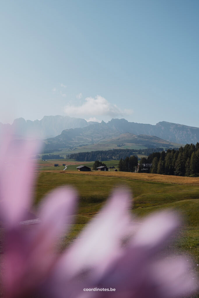 View of the meadow of Seiser Alm and the moutains in the background with a purple flower on the foreground