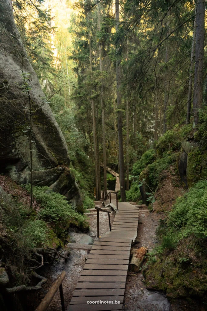 Wooden boardwalk winding through a dense, mossy forest with tall trees and dappled light.