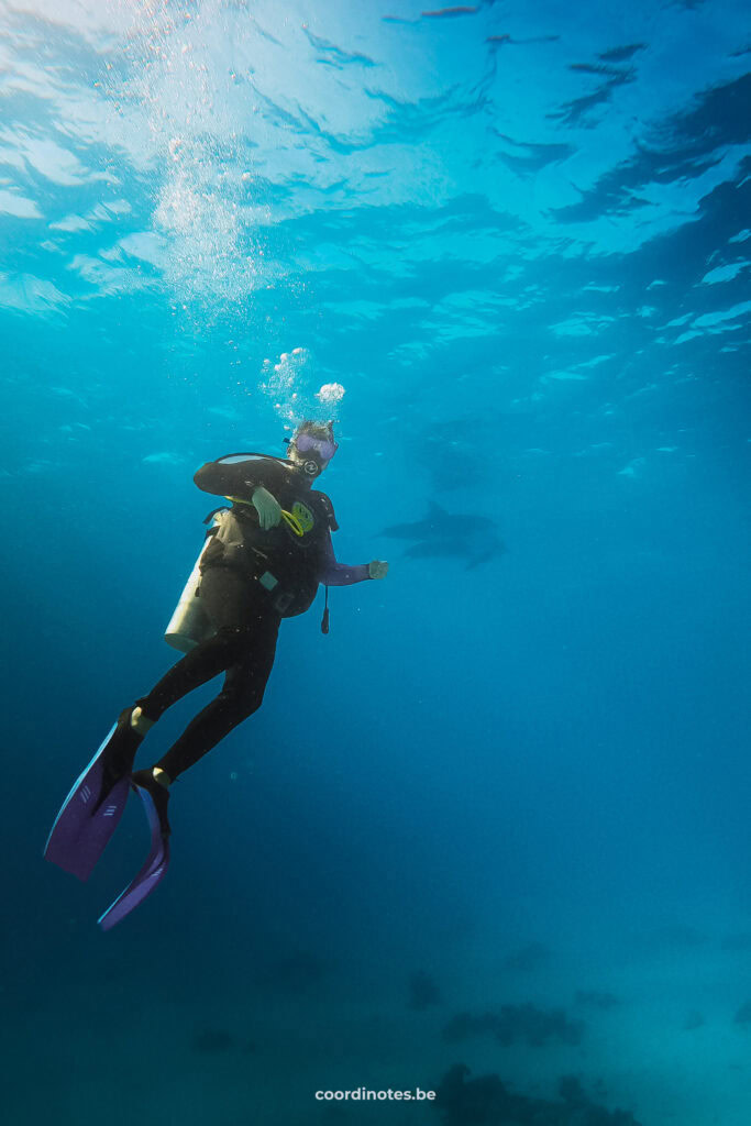 Cédric diving in the crystal clear water of the Red Sea with a dolphin in the background in Hurghada