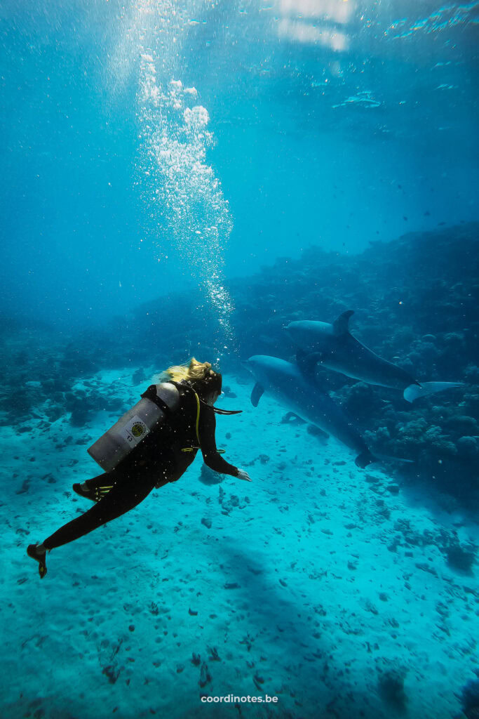 Sarah diving with two dolphins in Hurghada