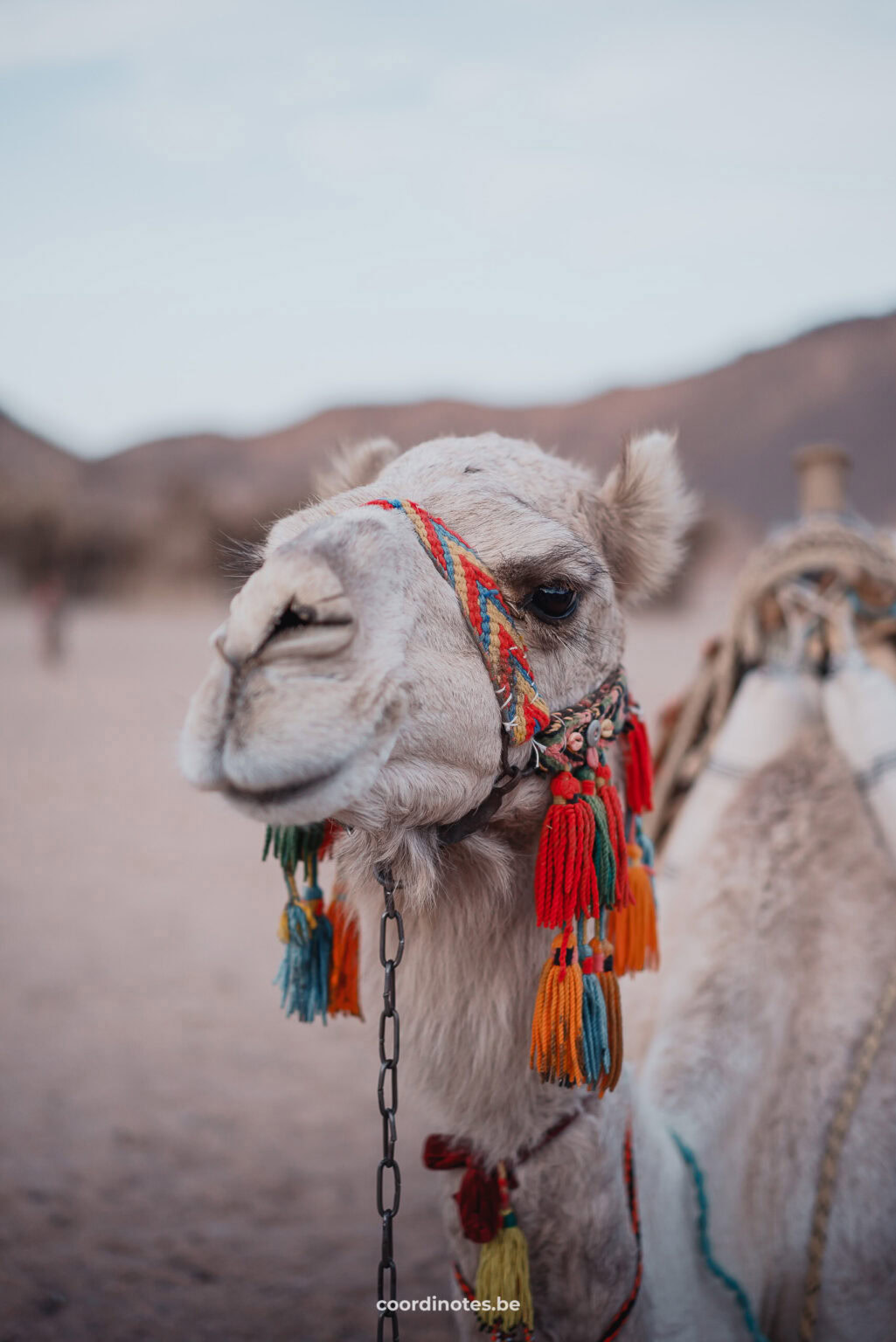 Close up of a dromedary in Egypt