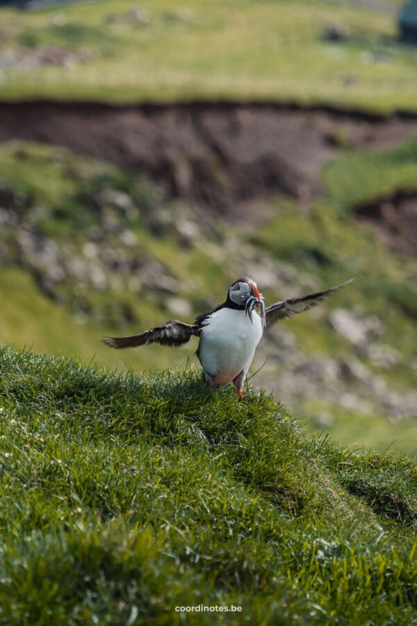 Puffin on Mykines, Faroe Islands