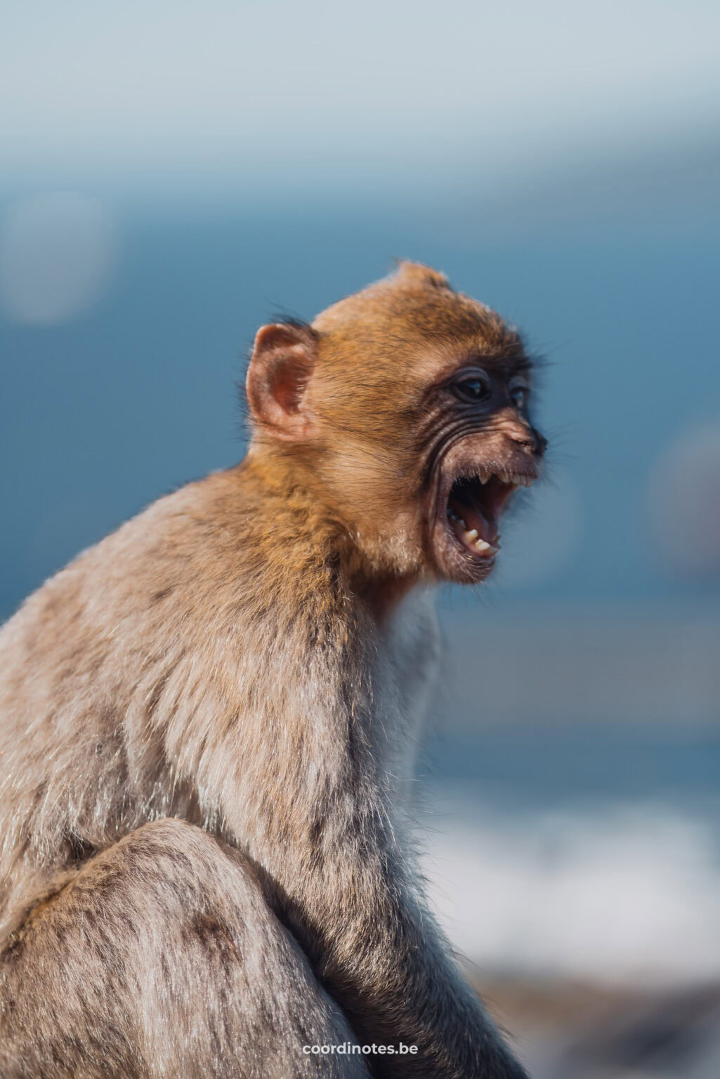 Berberaap in Gibraltar