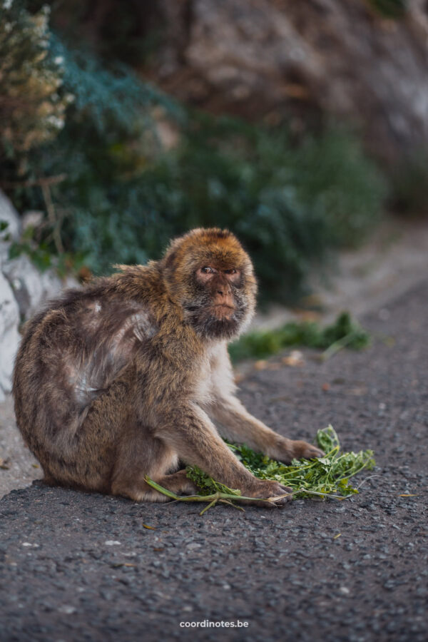 A Barbary Macaque Monkey in Gibraltar sitting on the street holding a branch with green leaves.