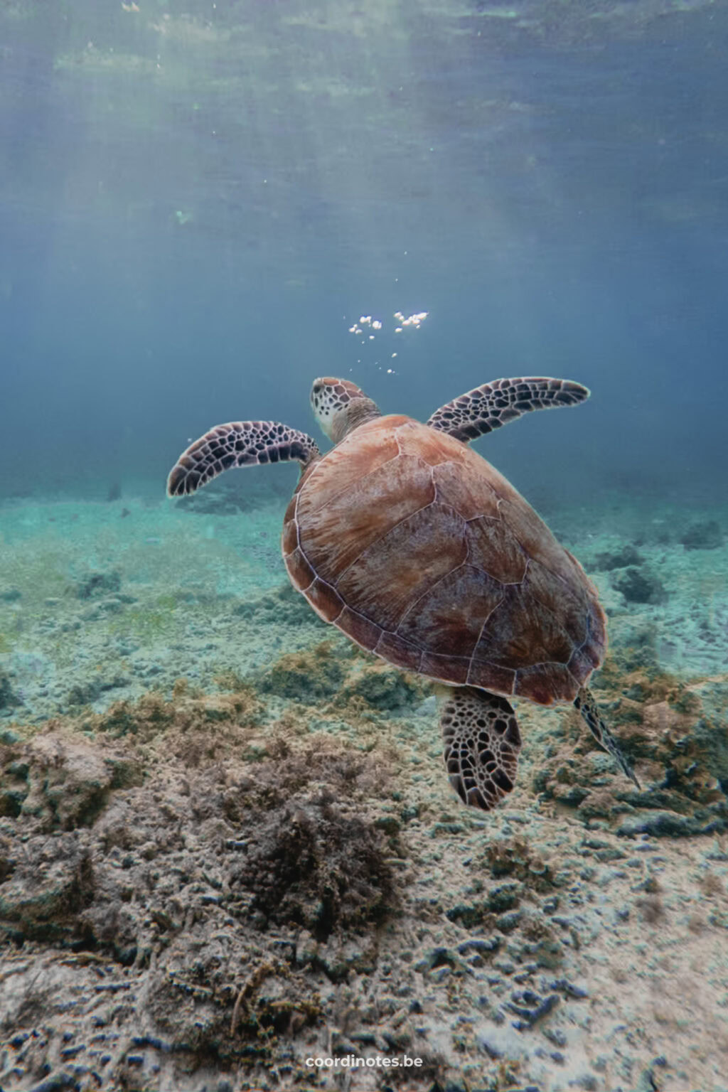 Turtle in Indonesia