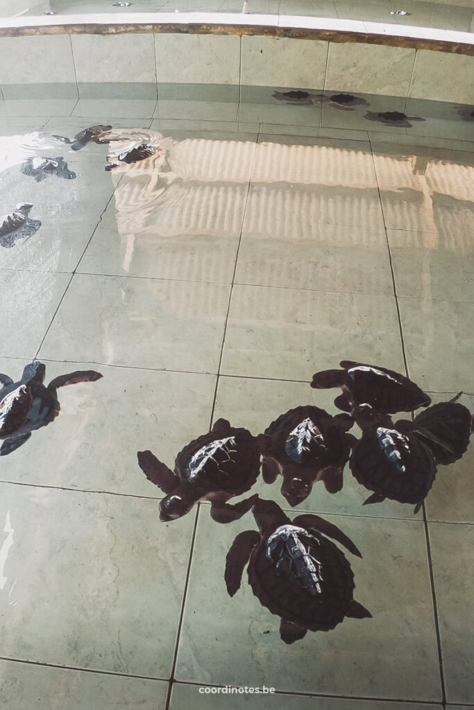 Tutle Sanctuary at Gili Meno