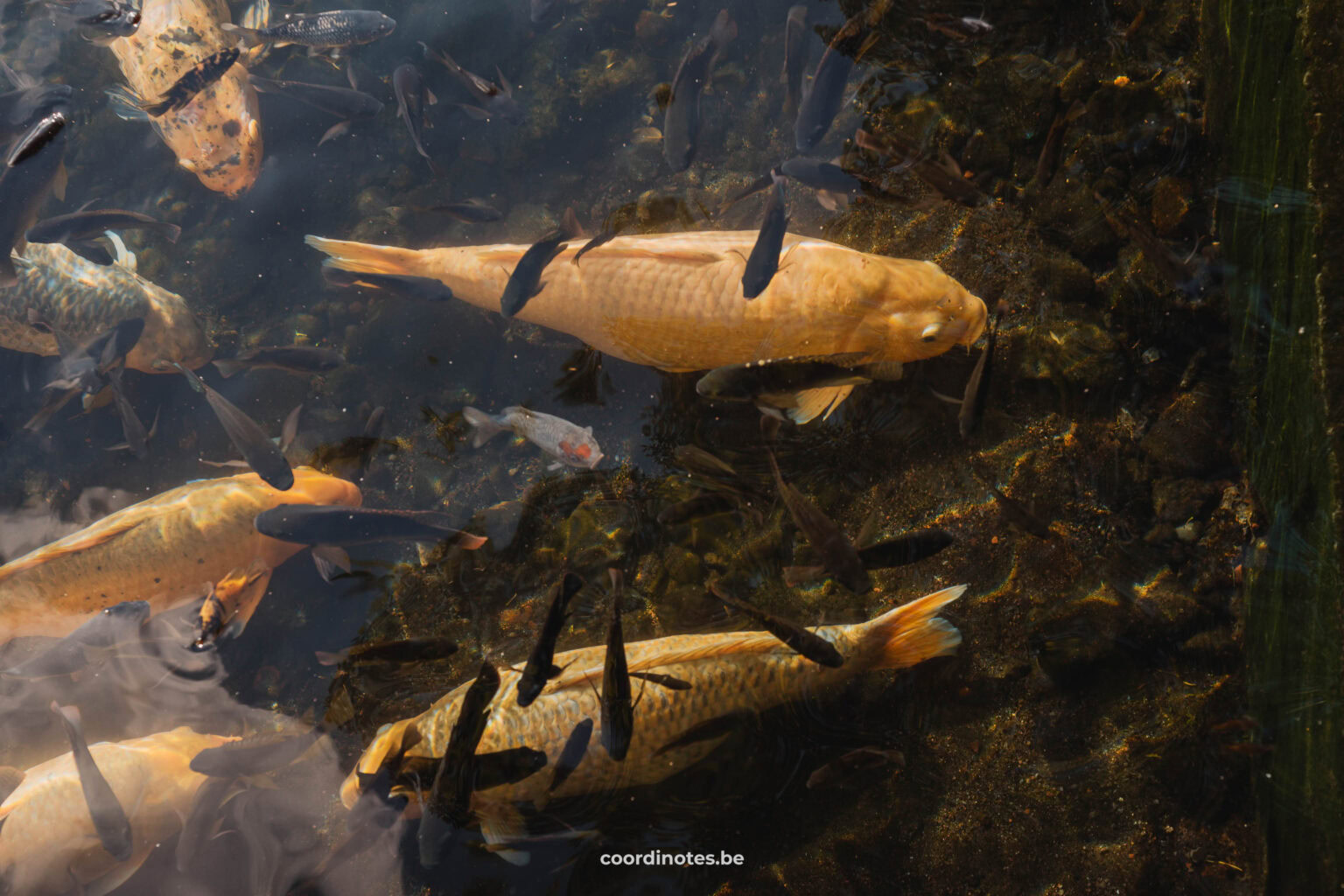 Koi Fish in Tirta Gangga