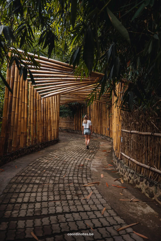 Bamboo Forest