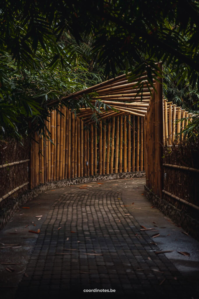 Bamboo Forest