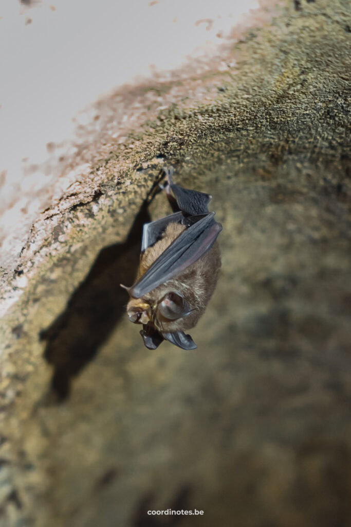 Goa Bangkang Prabu - Bat cave