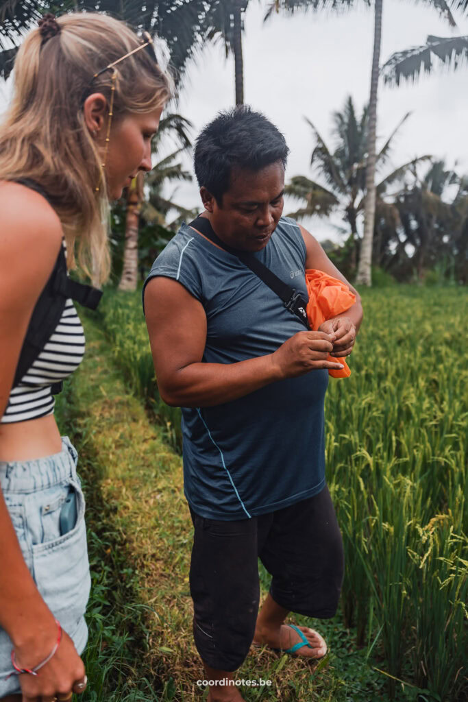 Edi explains the process of making rice