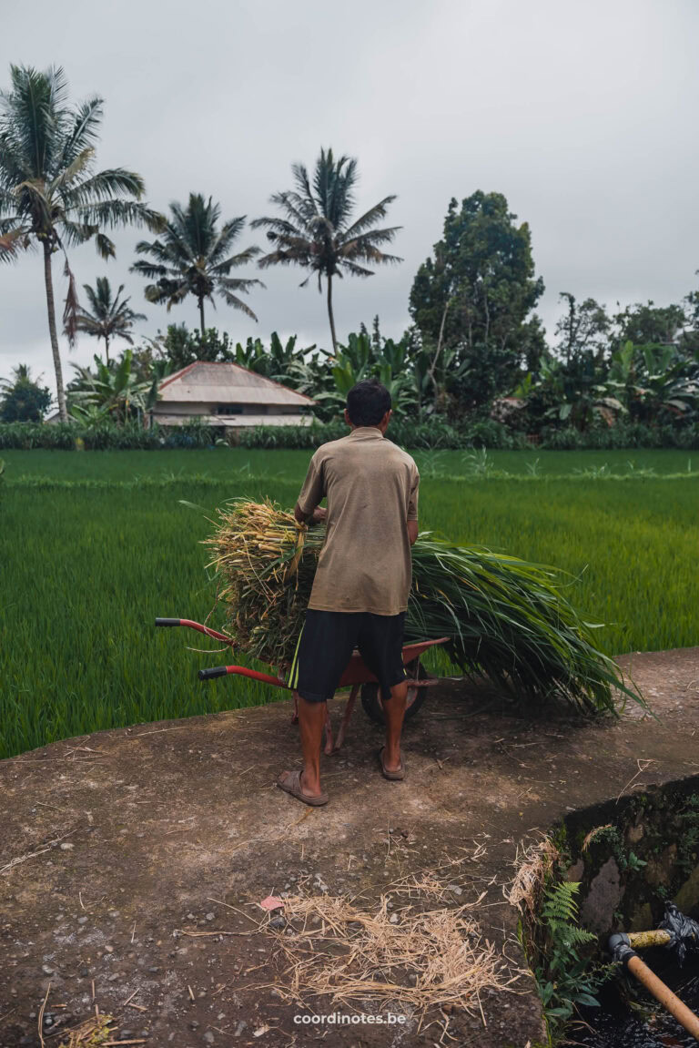 Collecting rice on the Tetebatu rice fields