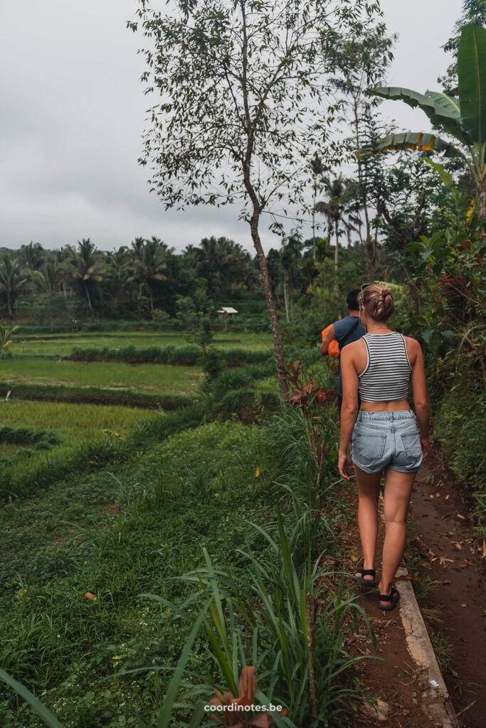 Guided trekking through the Tetebatu Rice Terraces