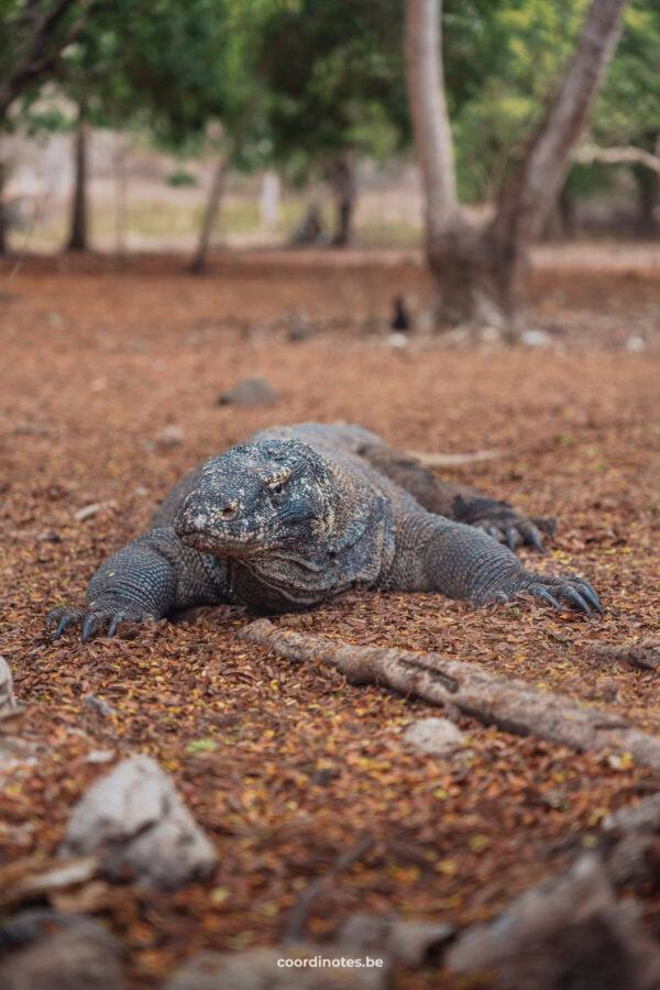 Komodo Dragon