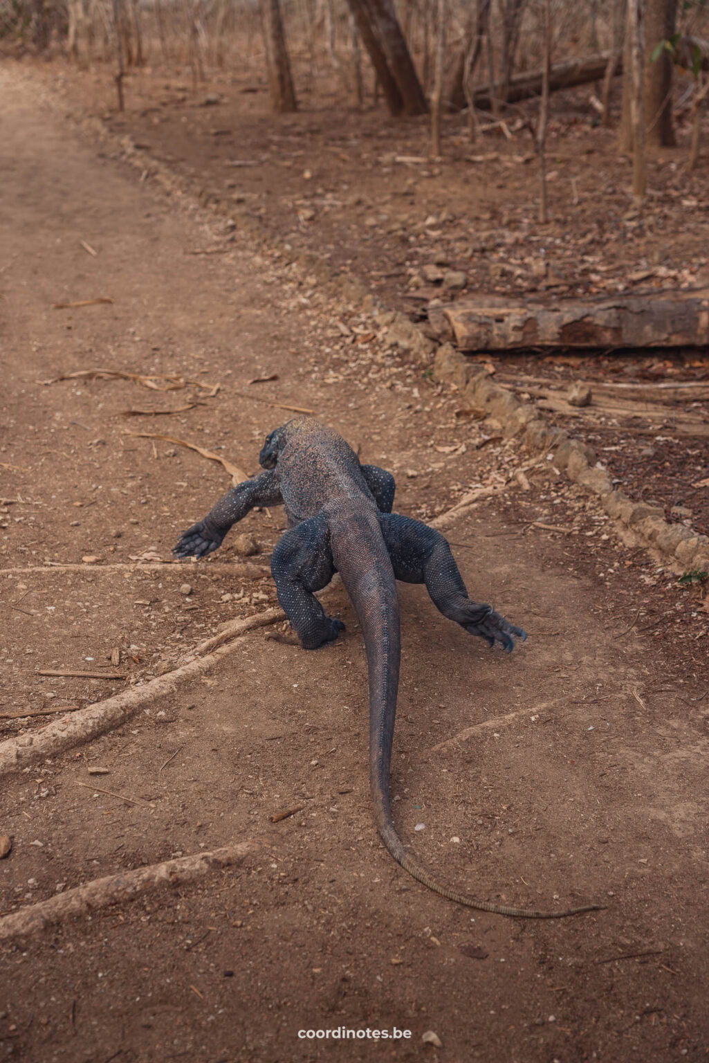 Komodo Dragon