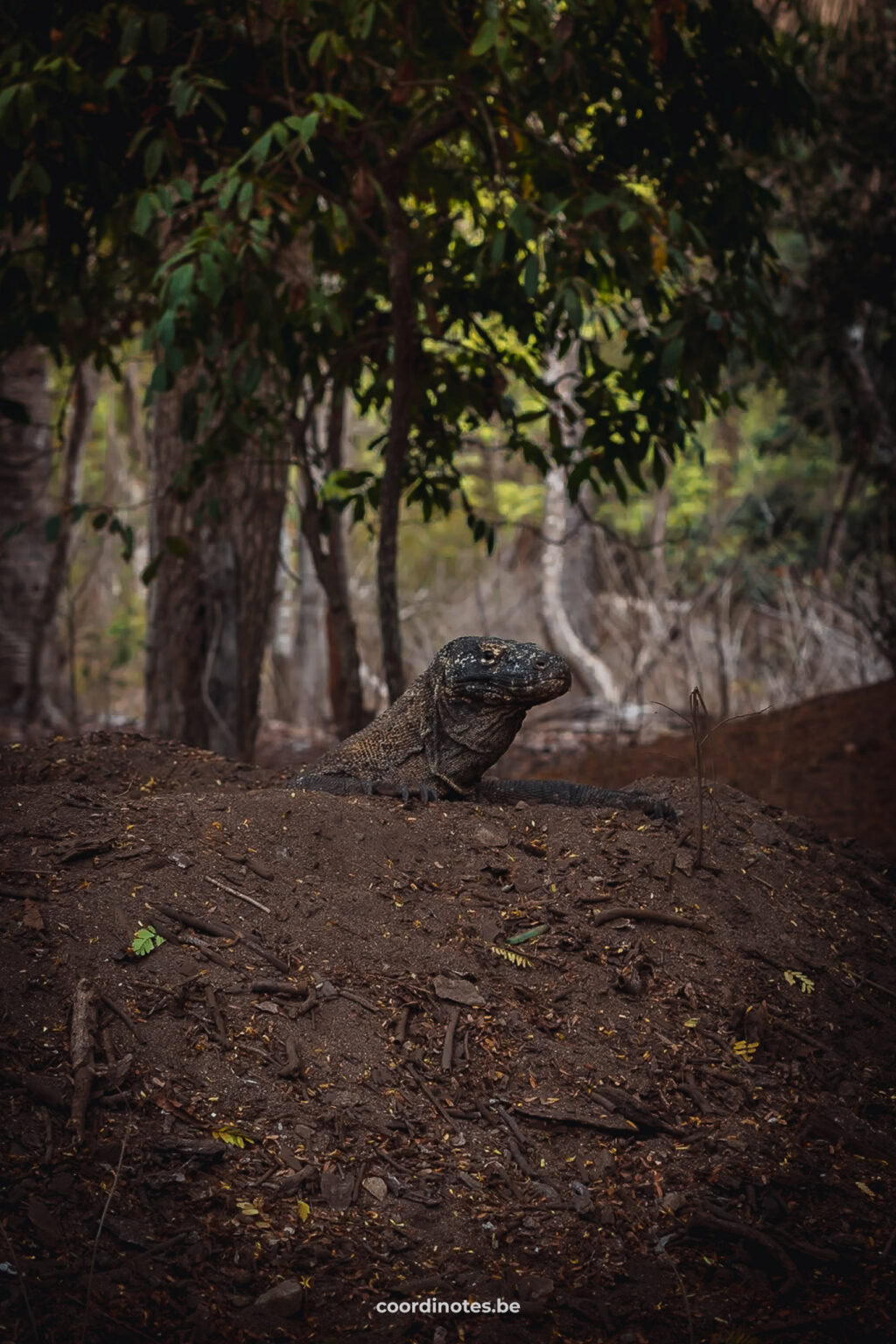 Komodo Island