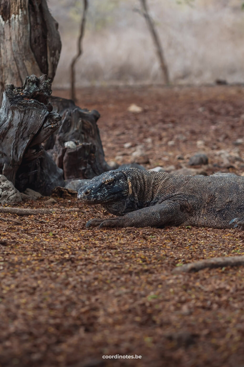 Komodo Dragon