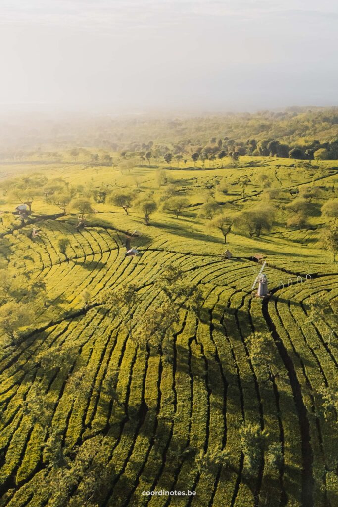 Wonosari Tea Plantation