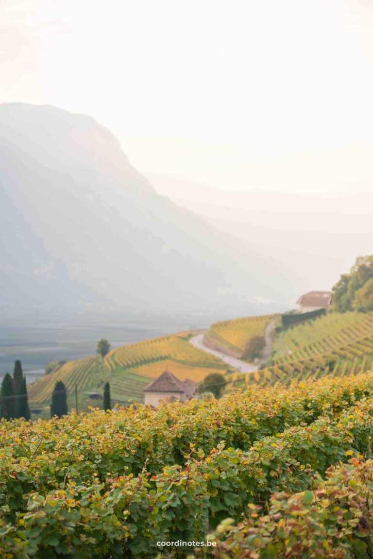 A rolling landscape with vineyards and a road leading through the valley