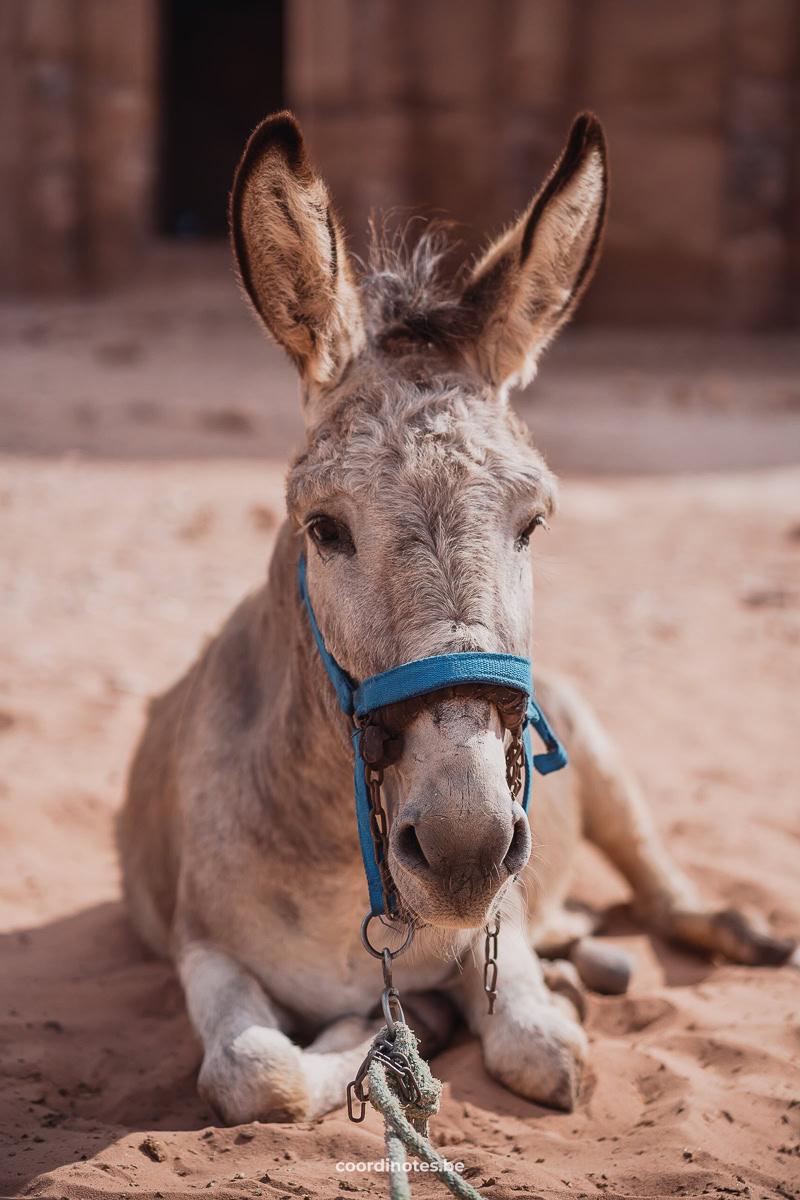 A Donkey in Petra