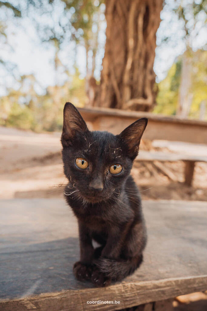 Cute little kitten at Ban Natane on the other side of the Kong Lor cave