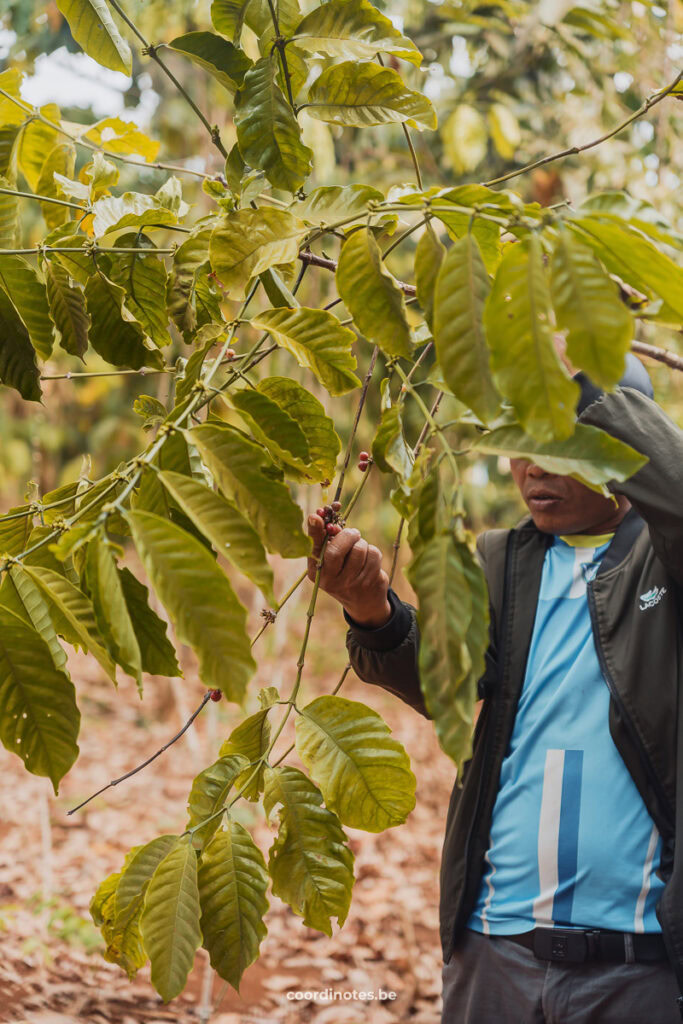 Mr. Vieng coffee plantation