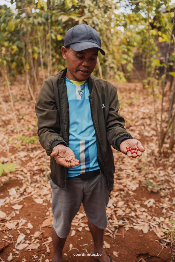 Mr. Vieng coffee plantation