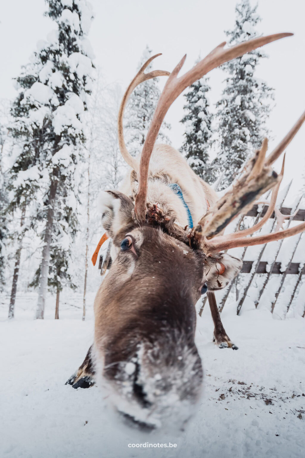 Reindeer in the Reindeer Farm