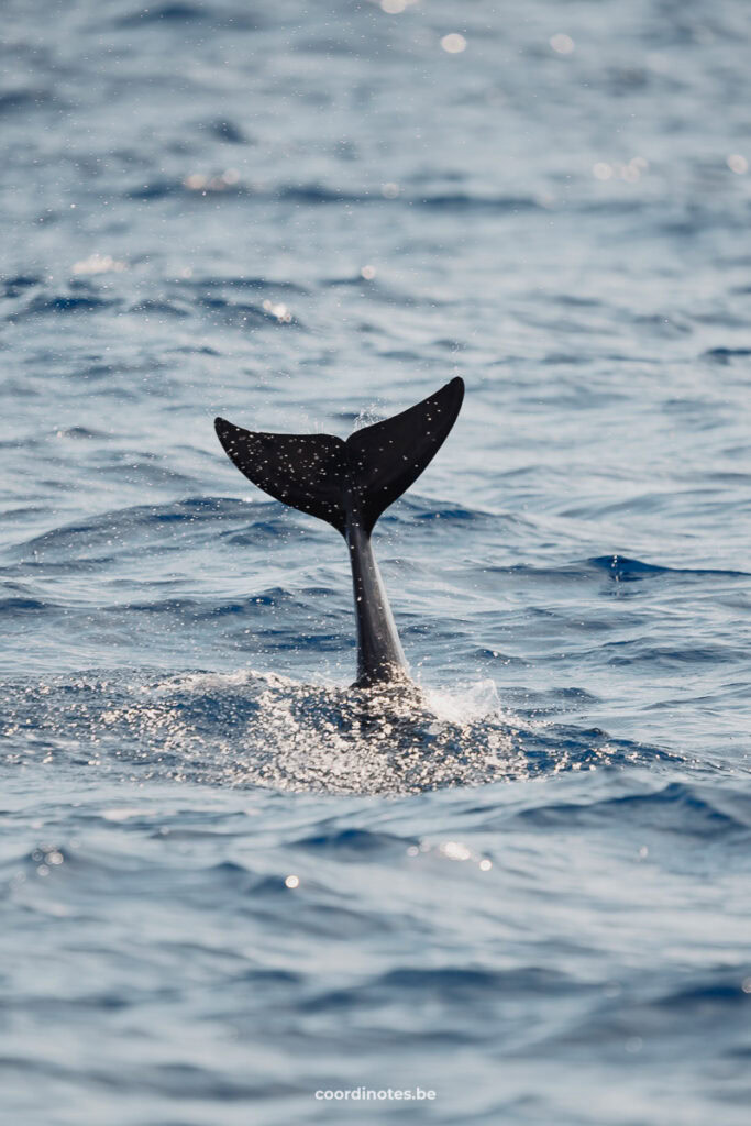 Whale Watching in Funchal