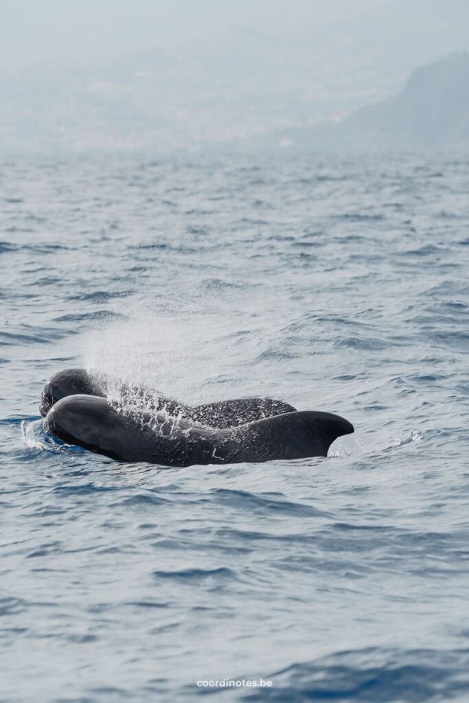 Whale Watching in Funchal