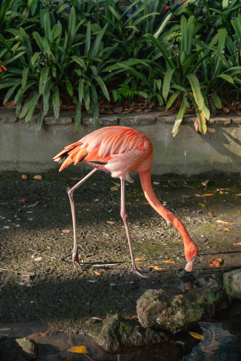 Monte Palace Tropical Garden