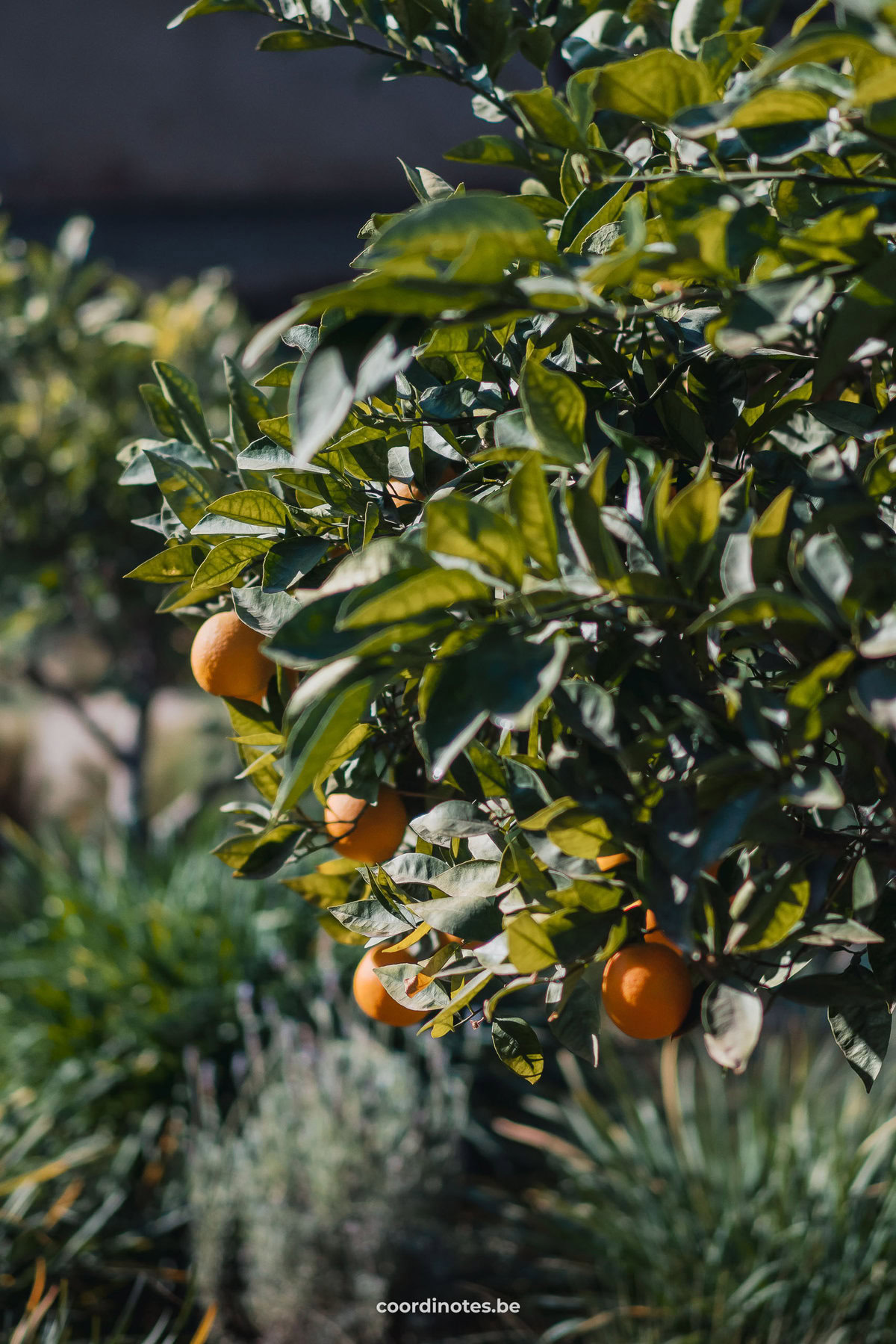 Oranges on a bush in Le jardin Secret