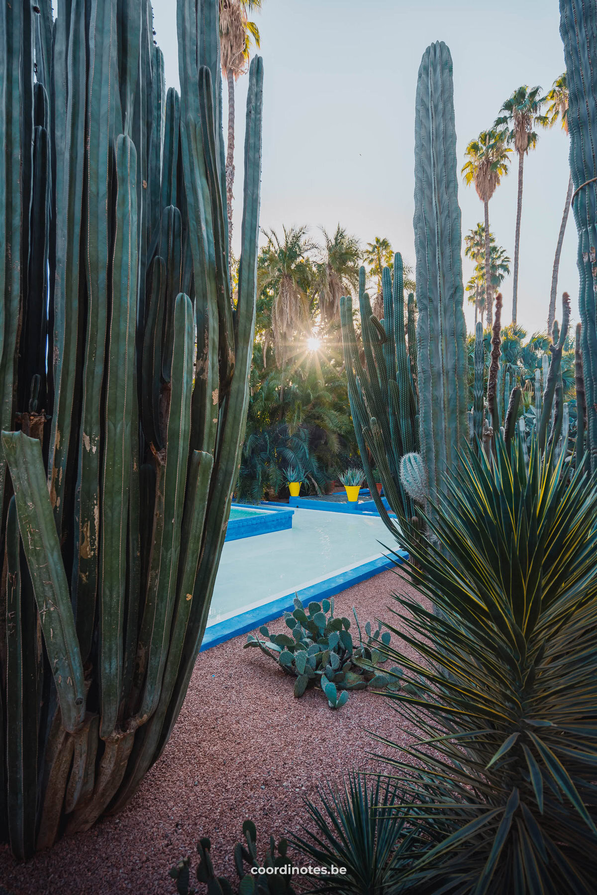 Cacti along a blue walking path in Jardin Majorelle