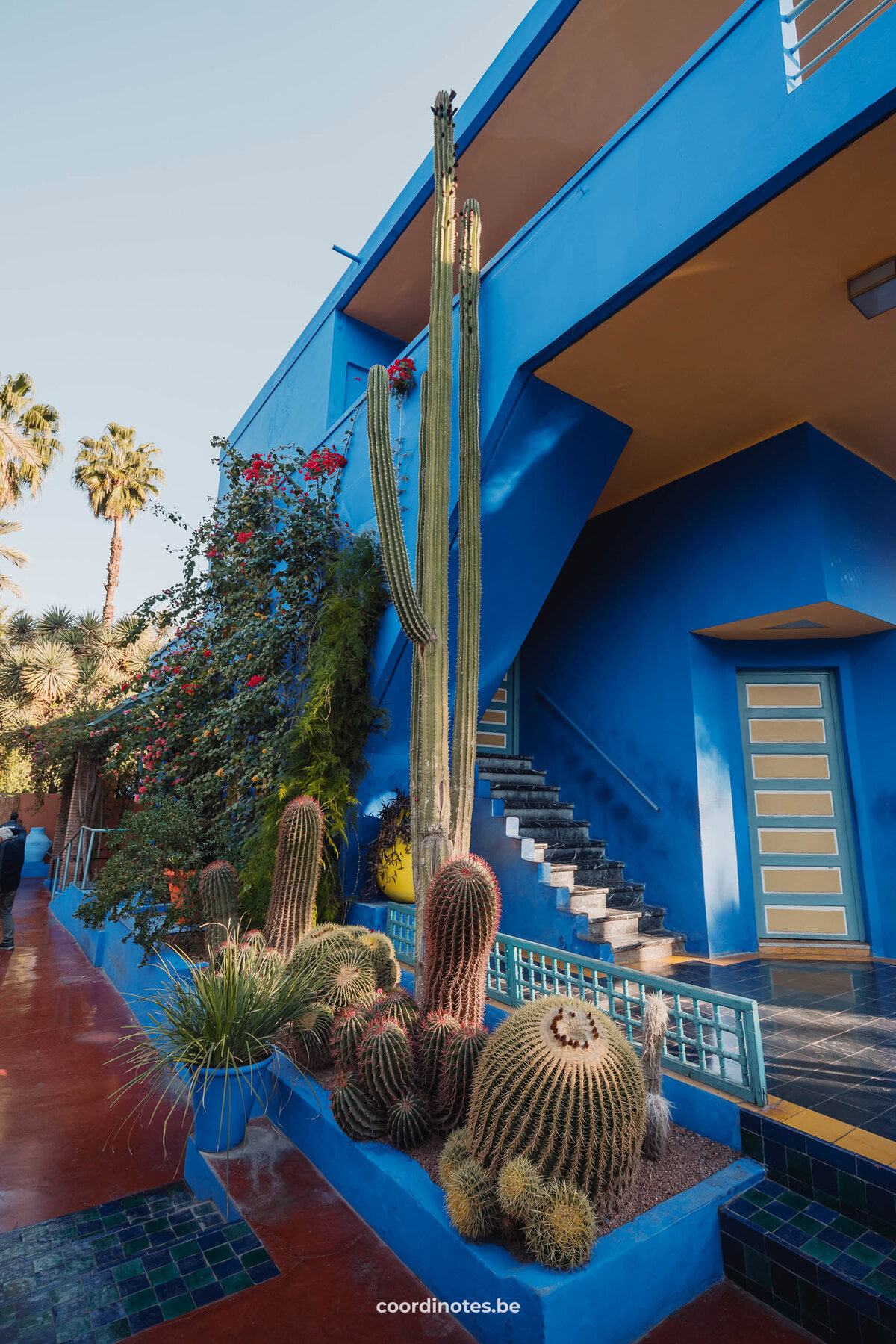 Het bekende blauwe huis in Jardin Majorelle met een deur, trappen en heel veel cactussen en planten bij de muur.