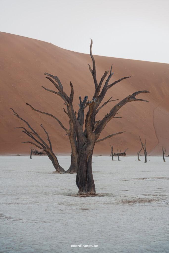 A dead tree on a dry white clay ground with an orange dune in the background in Deadvlei.