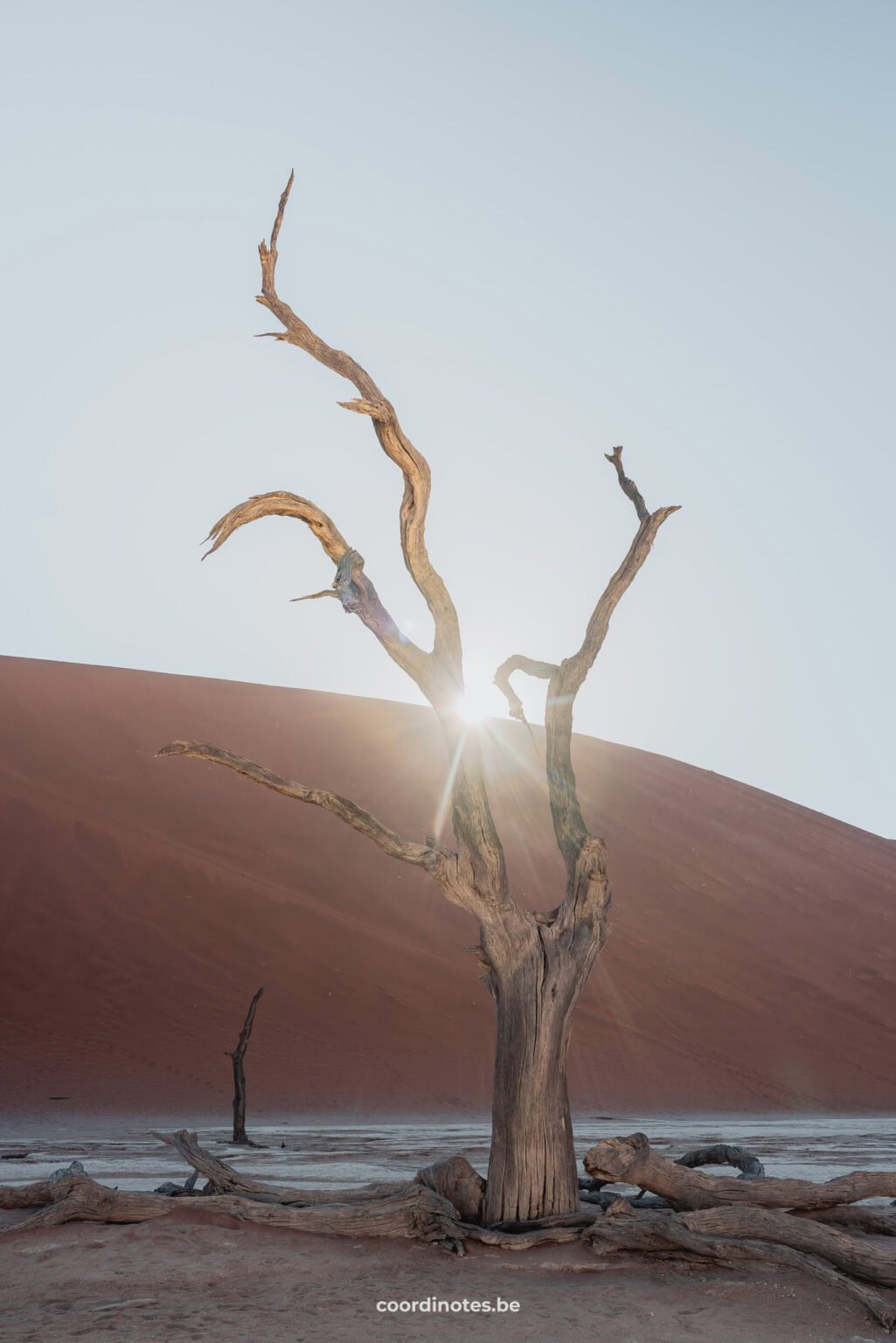 A dead tree with dead branches lying around on the floor with a red sand dune in the background and the sun rays shining over the dune.