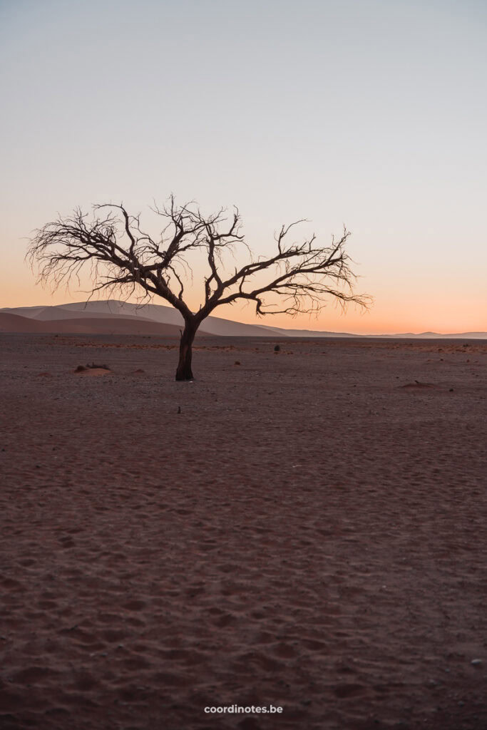 One single tree in the sand and an orange sunset in the background.