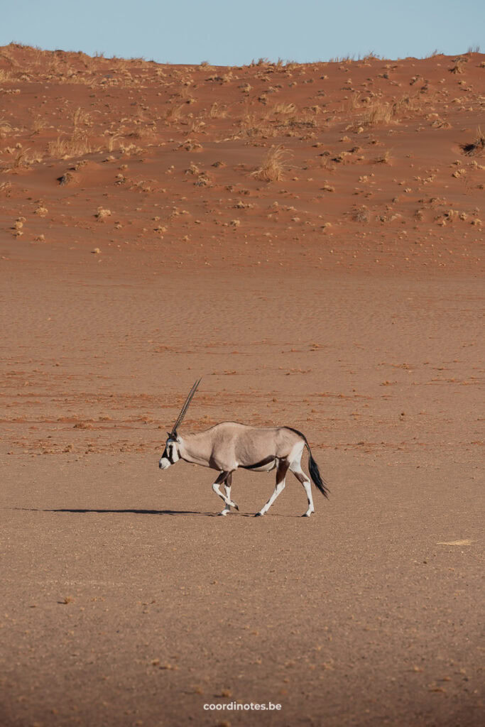 An oryx in the desert, surrounded by sand.