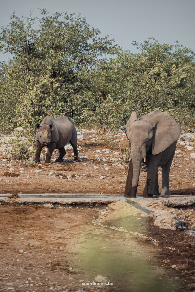 An elephant standing at a waterhole and a rhino standing behind him on his left side on the sand, in front of green bushes and trees