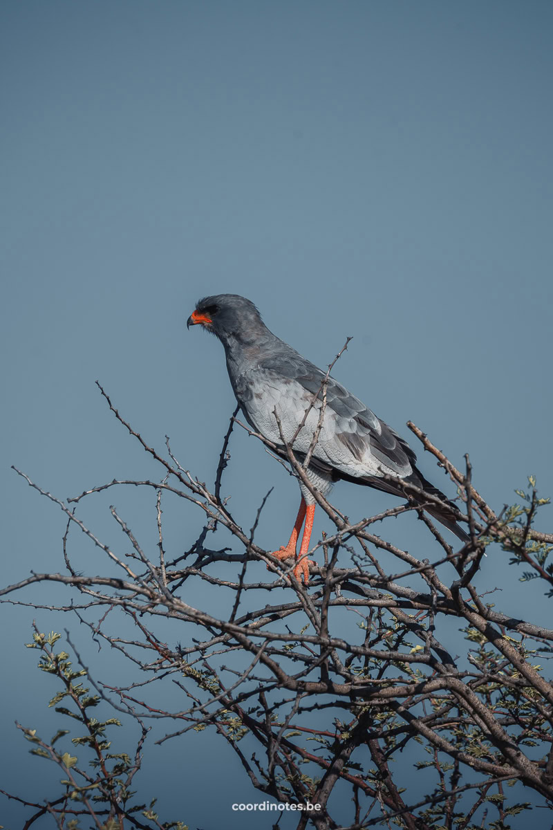 A Pale chanting goshawk, a grey bird of Prey with orange paws and beak sitting on top of some branches.