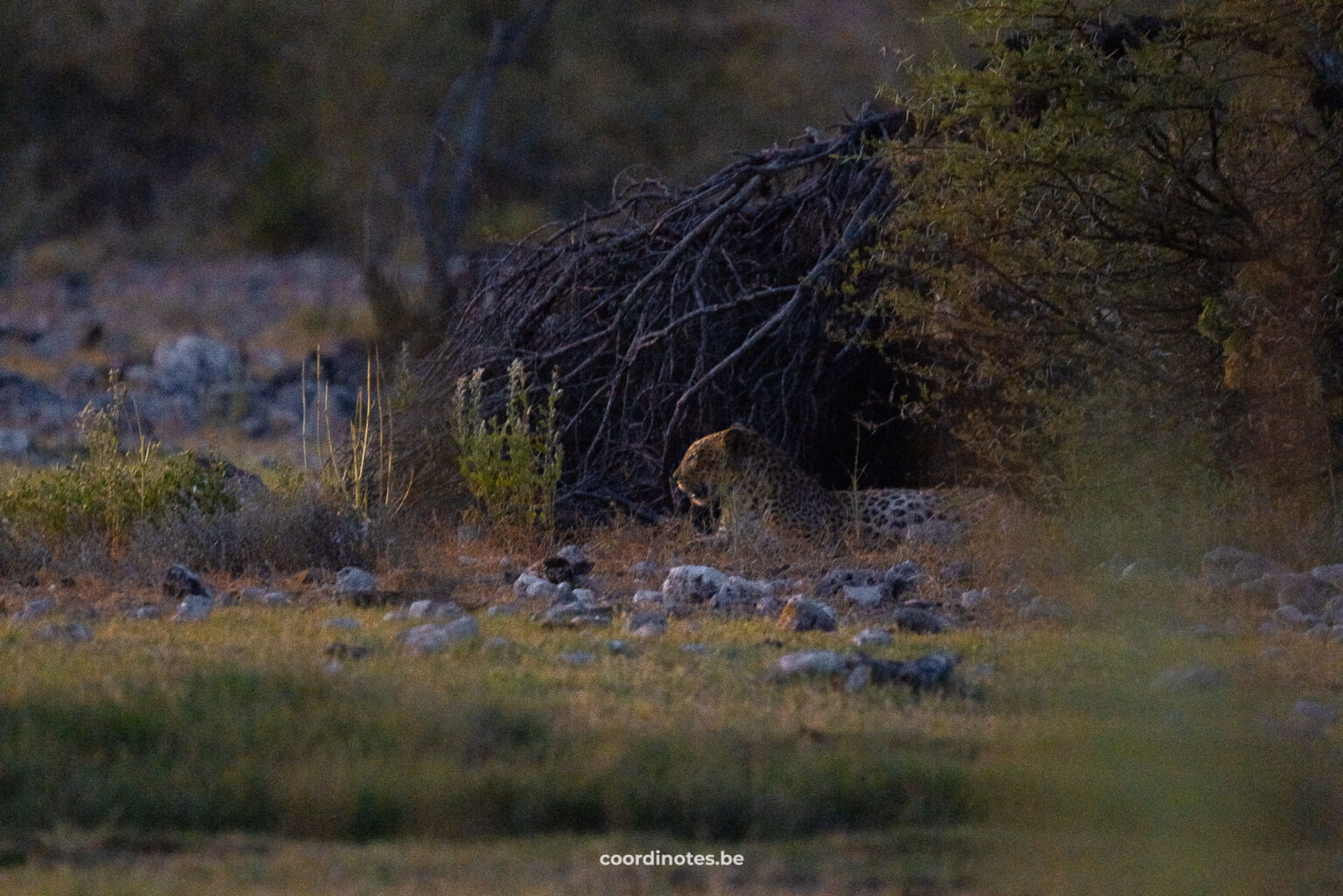 A Leopard laying in the bushes in the dark at Namutoni Camp