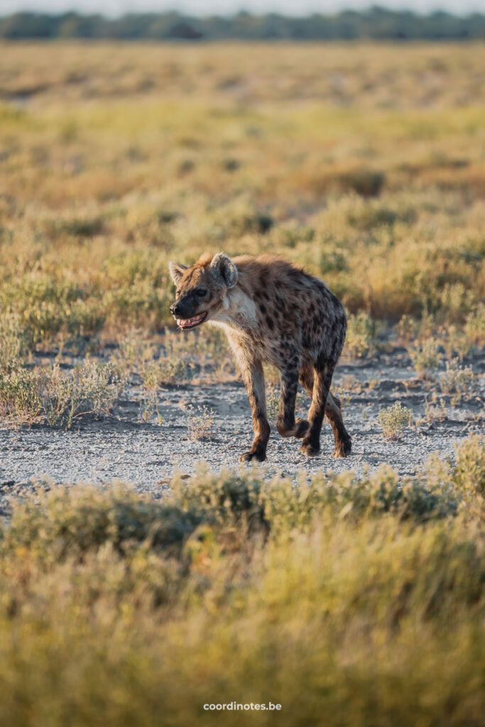 A hyena walking over a sand trail between the grass.