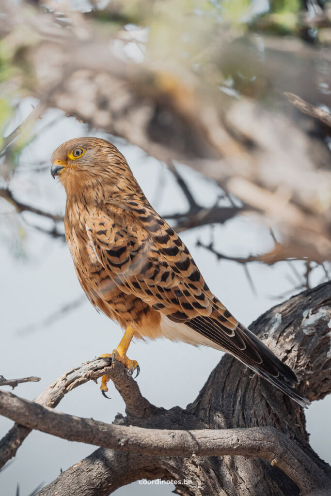 A Greater kestrel, a large bird of prey with brown and black feathers, and yellow legs and black beak in a three.