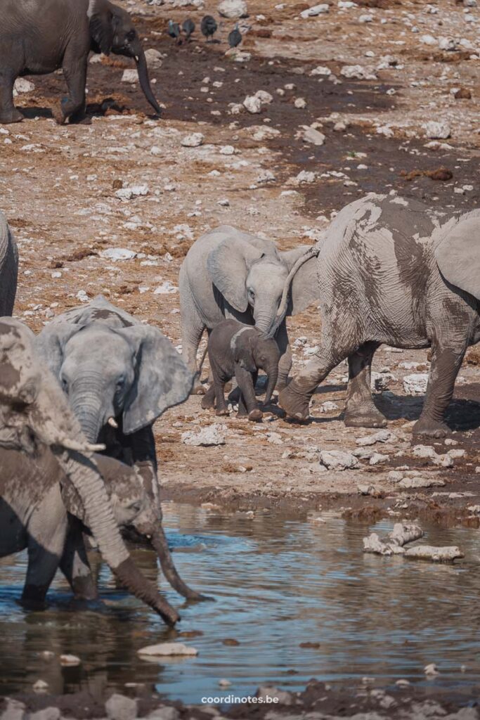 Een groep olifanten in en rond een waterput in Etosha National Park waaronder een klein baby olifantje