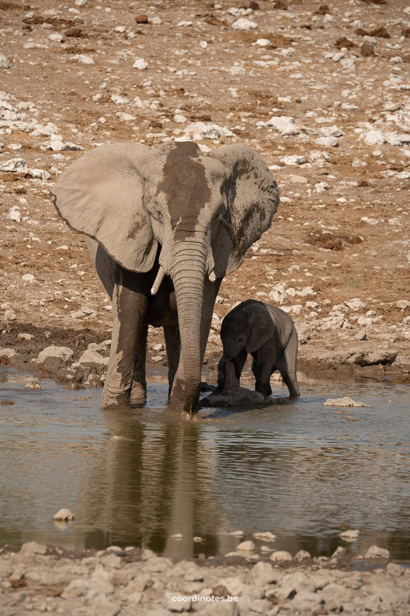 Mother and baby elephant in Etosha National Park