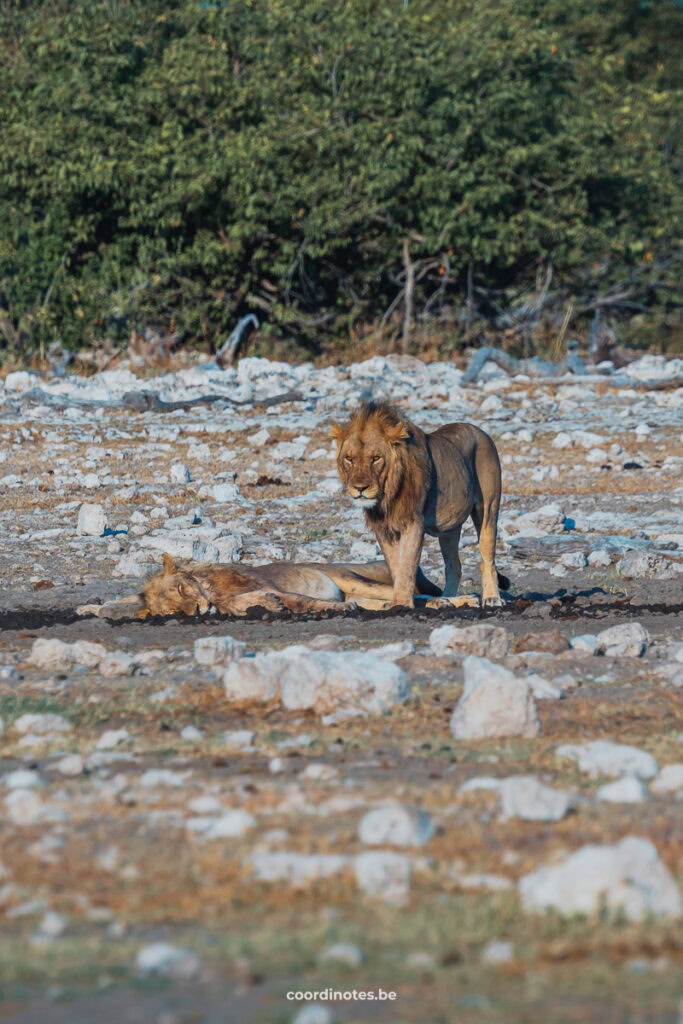 One lion laying down, a second one standing next to it on a sandy ground with gray rocks and bushes in the background.